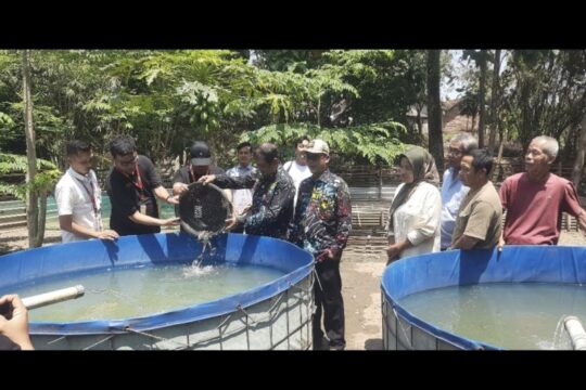 Alfamart Dukung Pengembangan Budidaya Lele di Desa Penusupan