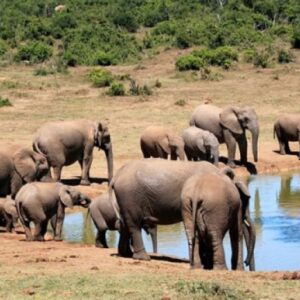 Dua Turis Tewas Terinjak Gajah saat Memotret