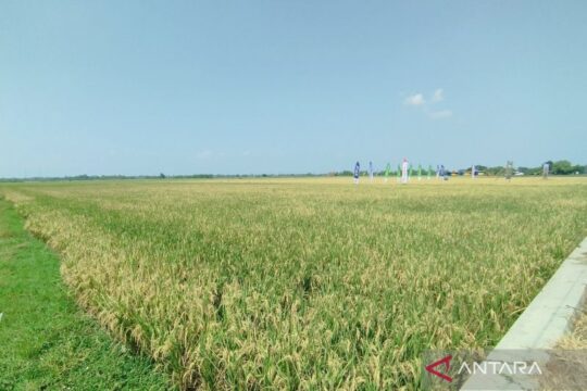 Optimalisasi Lahan untuk Meningkatkan Produksi Padi di Demak