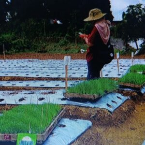 Uji Keunggulan Varietas Bawang Daun Lokal Meland-1 di Wonosobo