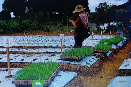 Uji Keunggulan Varietas Bawang Daun Lokal Meland-1 di Wonosobo