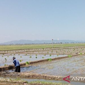 Petani Cilacap Apresiasi Penurunan Harga Pupuk Subsidi untuk Sektor Pertanian