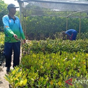 Menggenggam Asa di Hutan Mangrove Kutawaru Cilacap