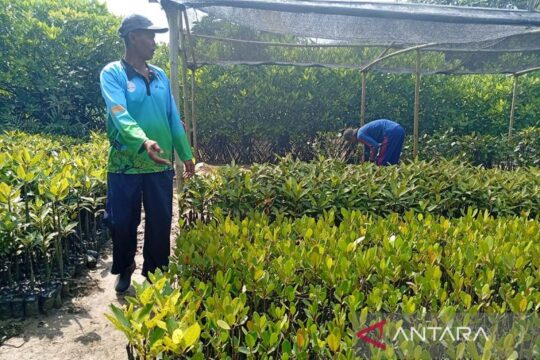 Menggenggam Asa di Hutan Mangrove Kutawaru Cilacap