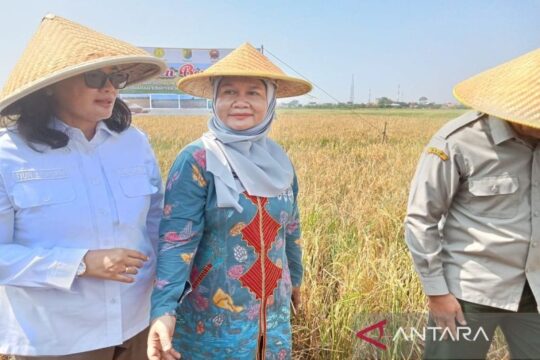 Pupuk Bersubsidi Aman untuk Musim Tanam di Pekalongan