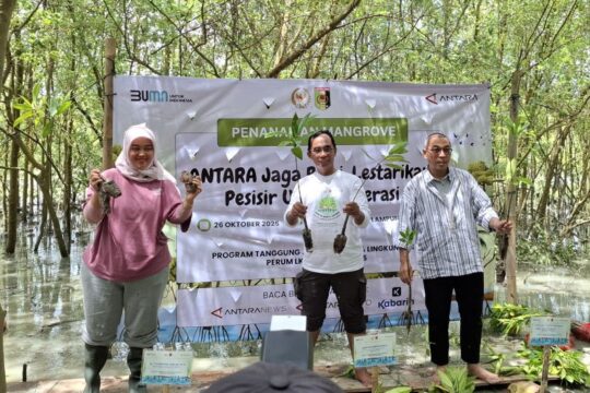 Rehabilitasi Mangrove di Lampung Timur oleh ANTARA
