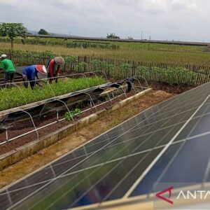 Petani Kalijaran: Harapan Baru Melalui Energi Surya dan Inovasi Pertanian