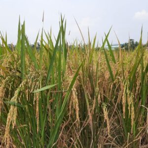 Kenaikan Luasan Panen Padi Jateng 2025: Meningkat 115,98 Ribu Hektar