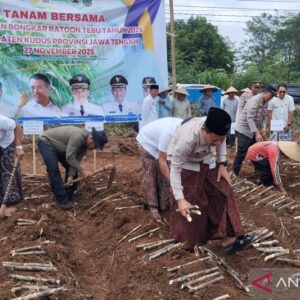 Kudus Dukung Program Swasembada Gula 2027 dengan Pembongkaran Ratoon 247 Hektare