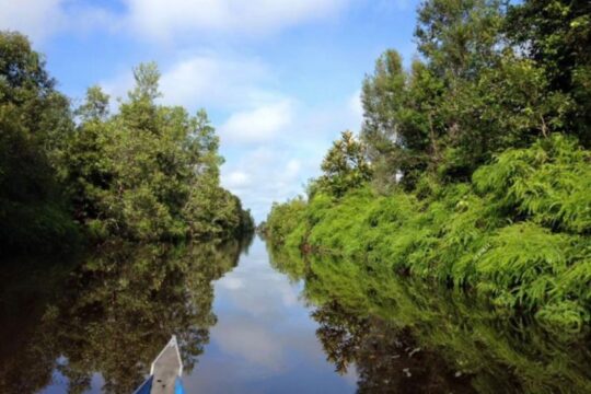 Produktivitas Perairan Ekstrem Kalimantan: Menyelami Keunikan Ekosistem Tropis