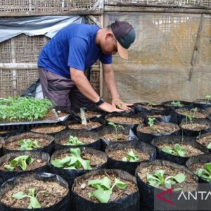 Warga Desa Dawung Wujudkan Ketahanan Pangan Melalui Penanaman Sayuran di Polybag
