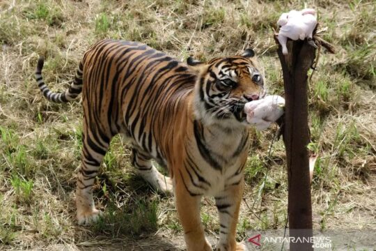 Pemkot Semarang Menjawab Mengenai Penurunan Jumlah Harimau di Semarang Zoo