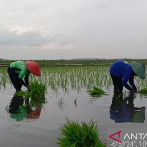 Optimalisasi Lahan Terdampak Rob untuk Padi Biosalin di Batang