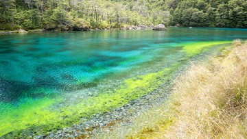 Danau Paling Jernih di Dunia: Ancaman Alga Invasif di Rotomairewhenua
