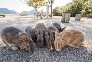 Ribuan Kelinci Huni Pulau di Jepang, Ada Teori Kisah Masa Lalu Kelam